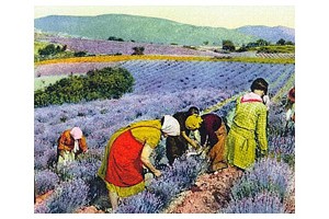 En Smak av Snus - Lavendel